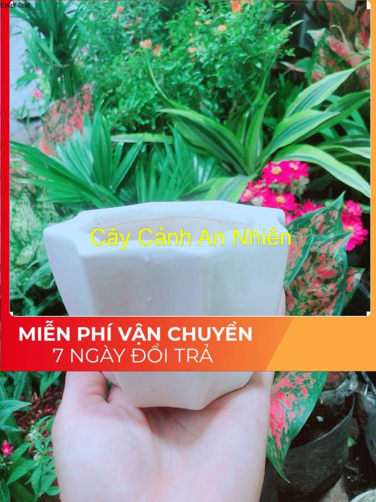 Chậu Trồng Cây