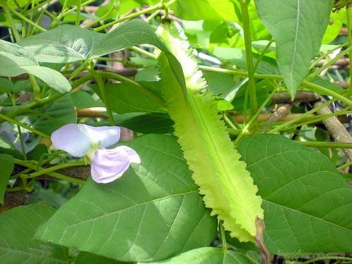 Hạt giống đậu rồng