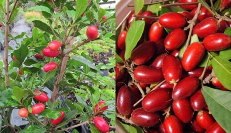 CÂY GIỐNG CÂY THẦN KỲ QUẢ ĐỎ