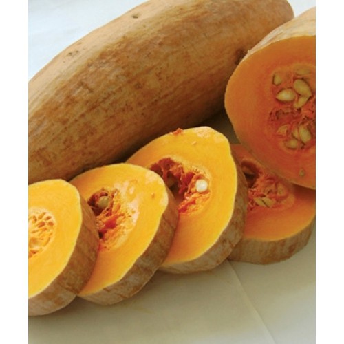 Hạt giống bí đỏ trái dài, bí rợ, bí sáp - gói 10 gram