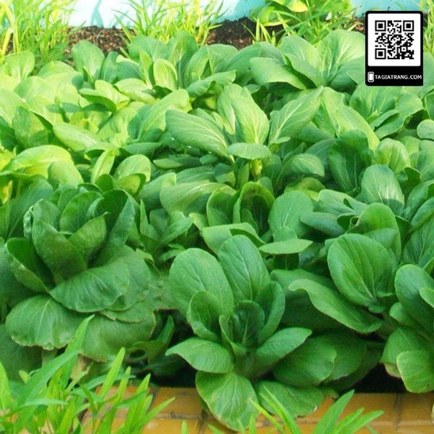 MA29A GÓI 100 Hạt giống cải thìa trắng (cải bẹ trắng Bok Choy)