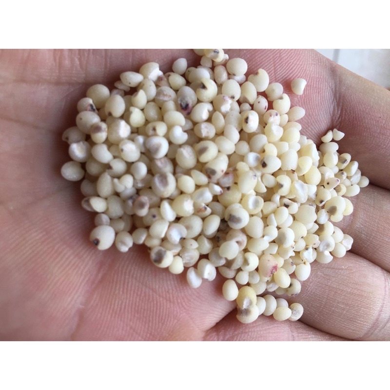 Hạt ý dĩ (hạt bo bo) 500g