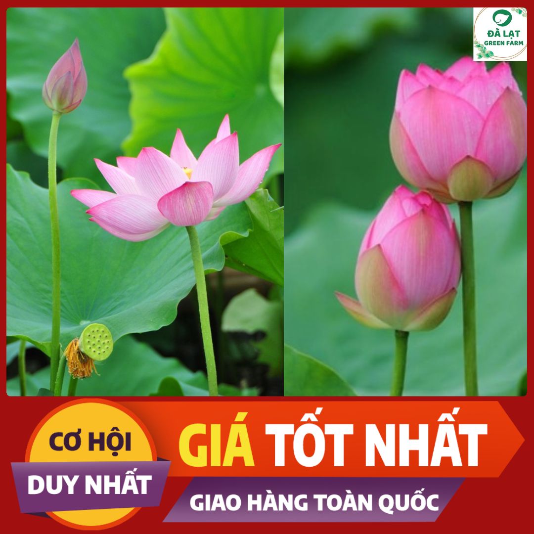 1K_Hạt Giống Hoa Sen Hồng/Sen Ta