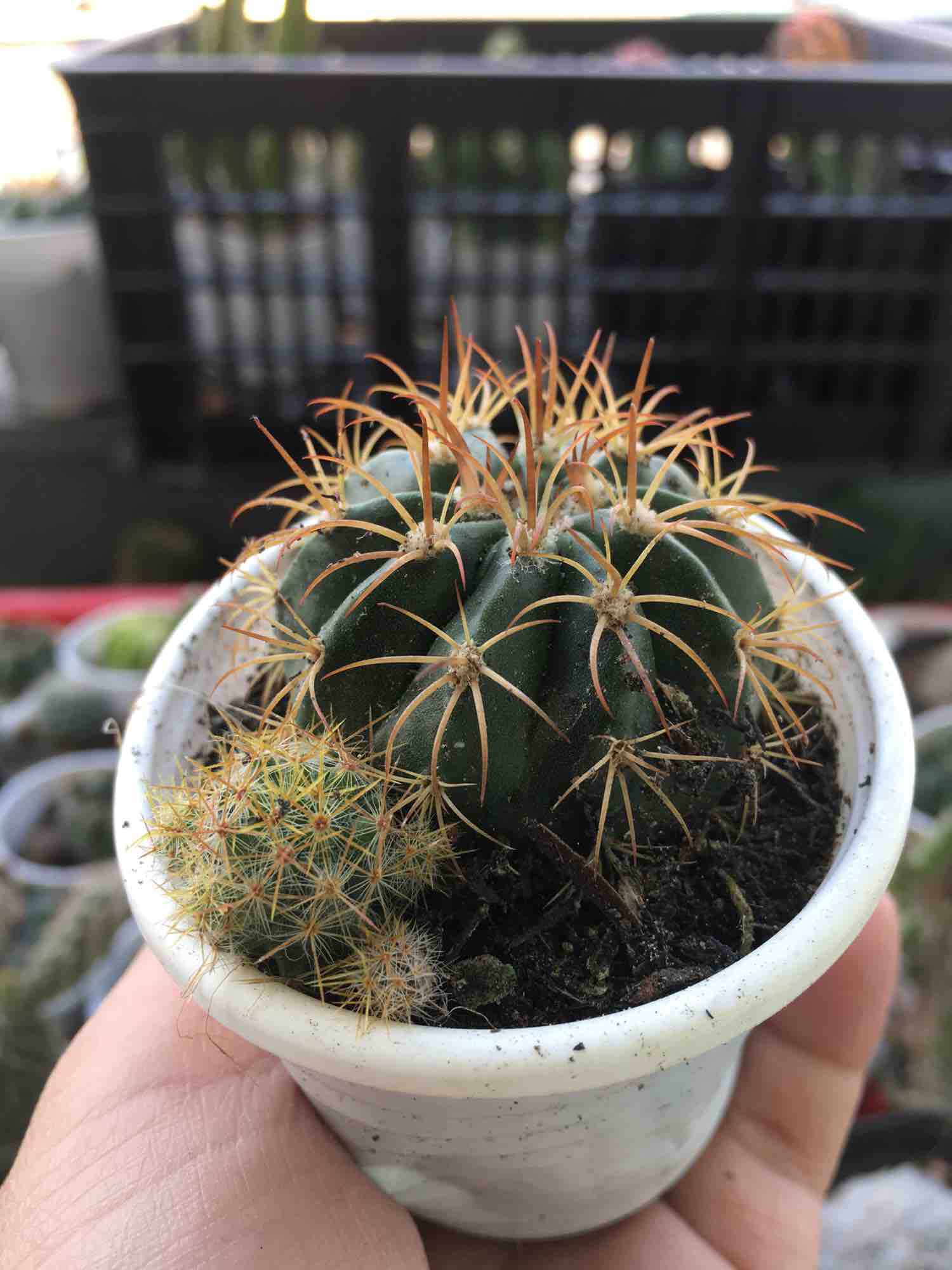 [HCM]Xương Rồng Melo 3cm (1 Cây)