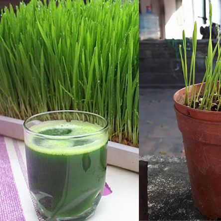 100gr Hạt mầm lúa mạch cỏ lúa mì mạch