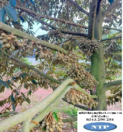 FLOWER Kích bông ra bông đồng loạt trên cây sầu riêng cam chanh quýt bưởi hoa đào hoa mai gói  500 gram (gói)