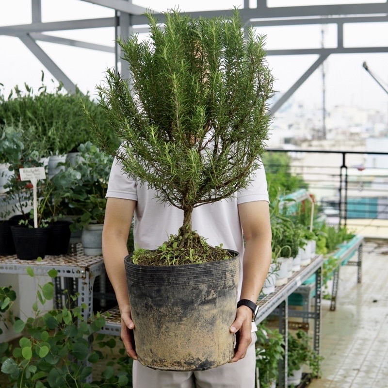Hương Thảo Bonsai JUN GARDEN Size 100cm
