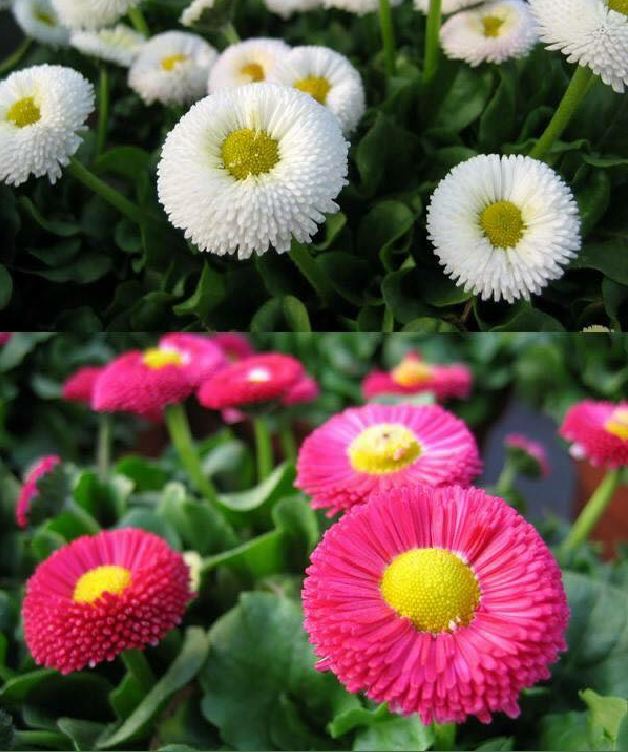 Hạt giống hoa Cúc Anh Mix Màu - gói 50 hạt
