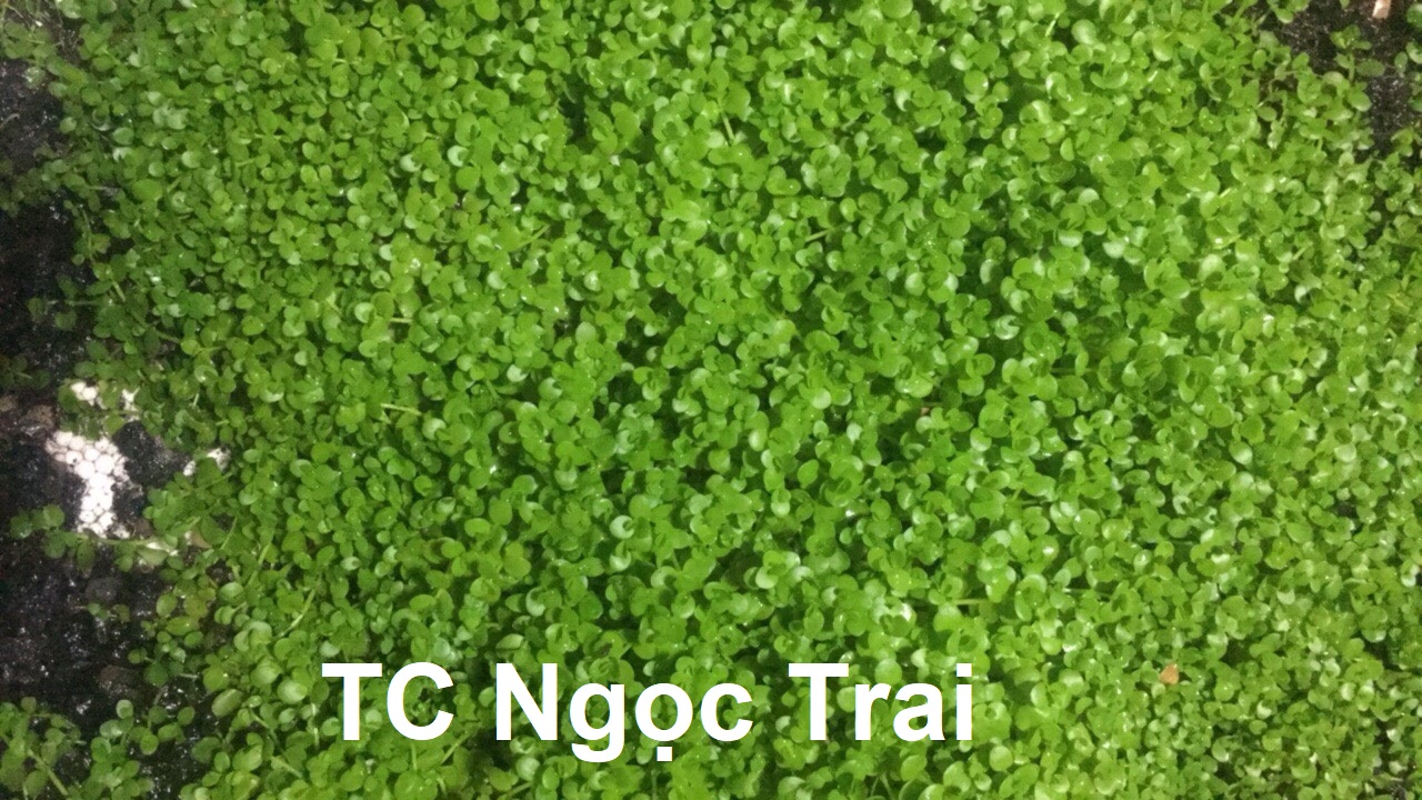 Trân Châu Ngọc Trai [Tấc 10cm x 10cm] - Cây trãi nền hồ thủy sinh