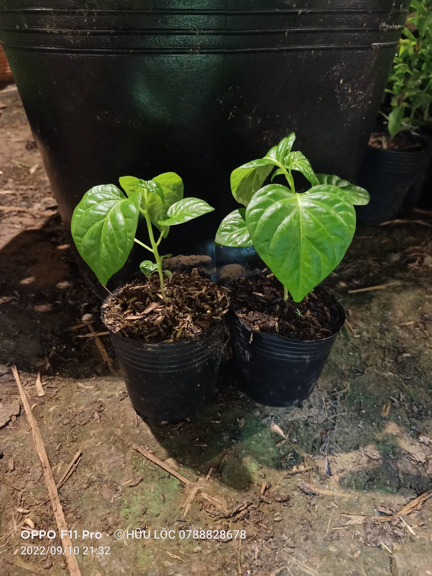 Cây Ớt Habanero Combo 5 Cây
