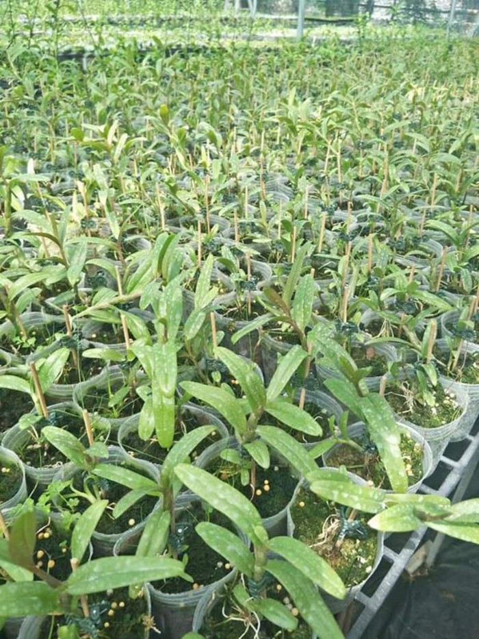 Hoa phong lan châu như lưỡi bệt