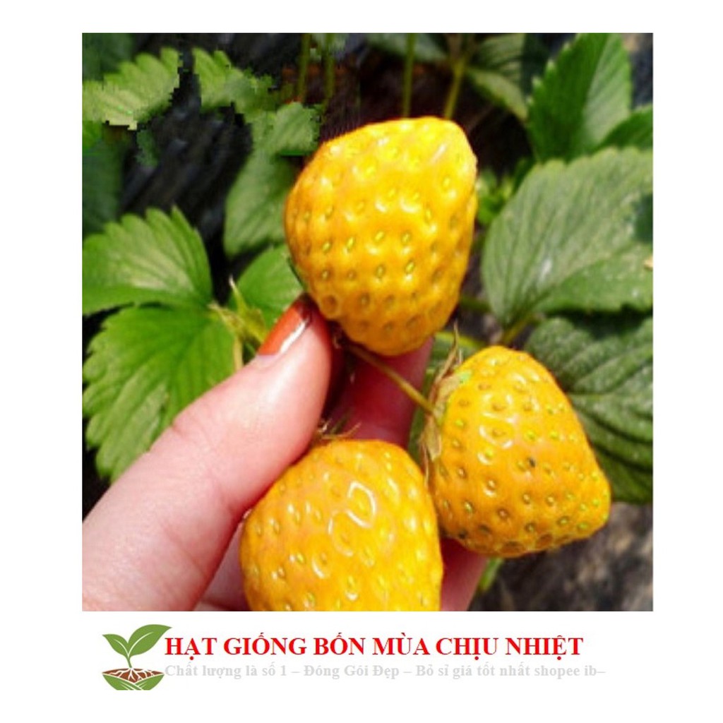 HG1D HẠT GIỐNG DÂU TÂY VÀNG 50H