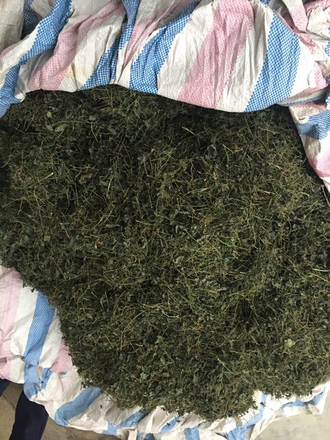 Giảo Cổ Lam 5 lá Hoà Bình -Đặc sản Hòa Bình 28