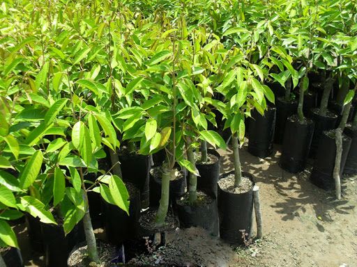 CÂY GIỐNG SẦU RIÊNG ÓC KHỈ