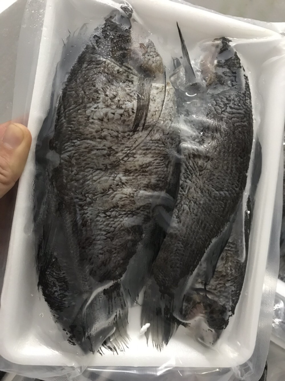 [HCM]CÁ SẶC BỔI KHÔNG TRỨNG 1 NẮNG