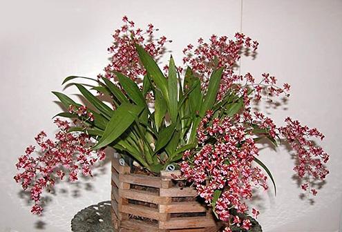 lan vũ nữ ĐỎ, gửi đi nguyên chậu, hàng đang nụ và ngồng hoa cao đẹp