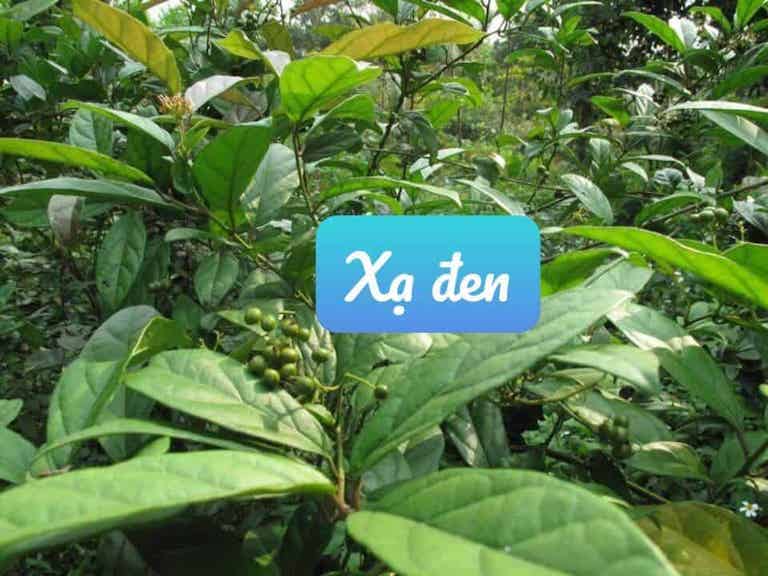 Cây xạ đen sấy khô (500gr)