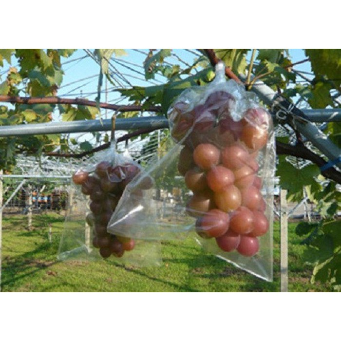 238A Hạt Giống Nho Ruby Roman 5 Hạt