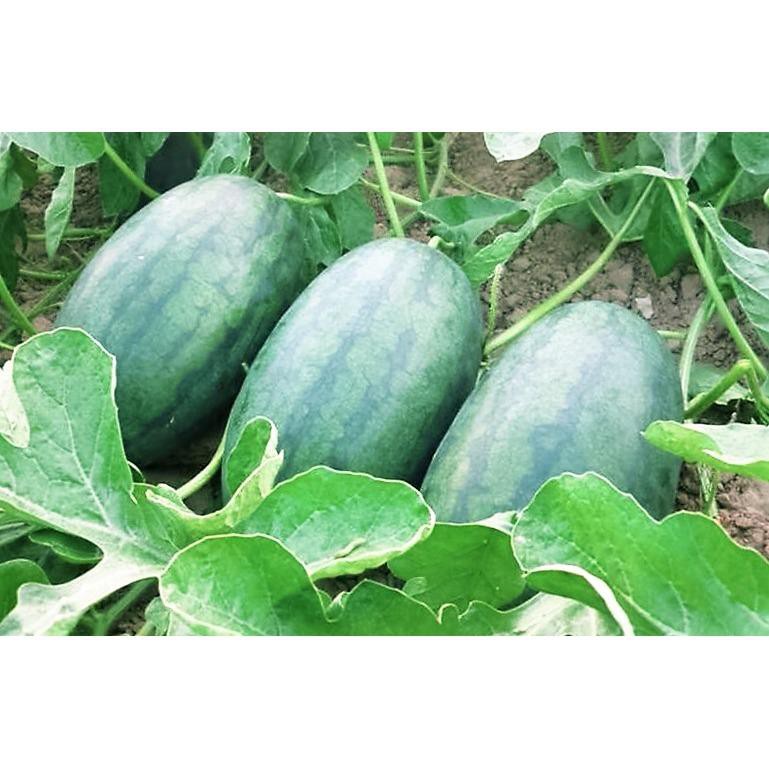 Hạt Giống Dưa Hấu F1 0.5Gr