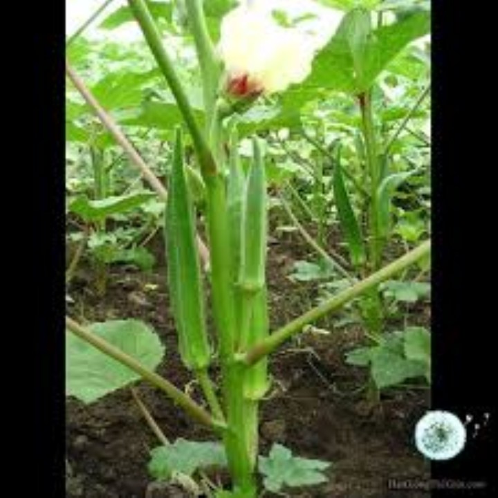 hạt giống đậu bắp xanh 40 hạt