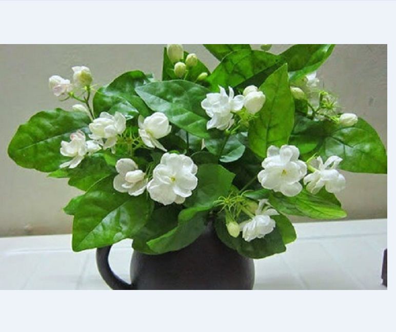 "Gói 10 Hạt " Hạt giống hoa nhài trắng ( hoa lài )