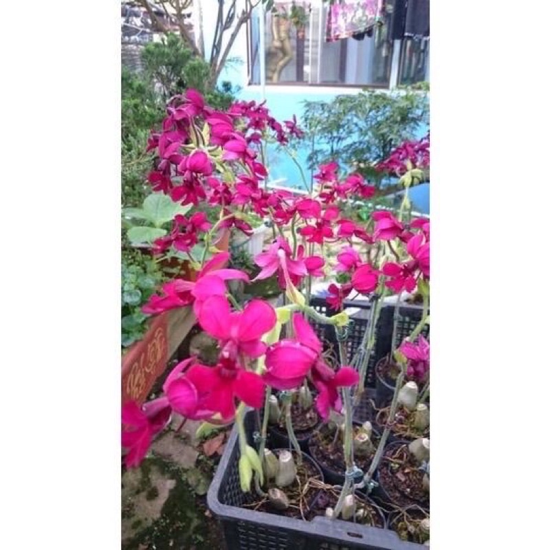 Củ hoa Lan bầurượi hoa tết(2 củ)