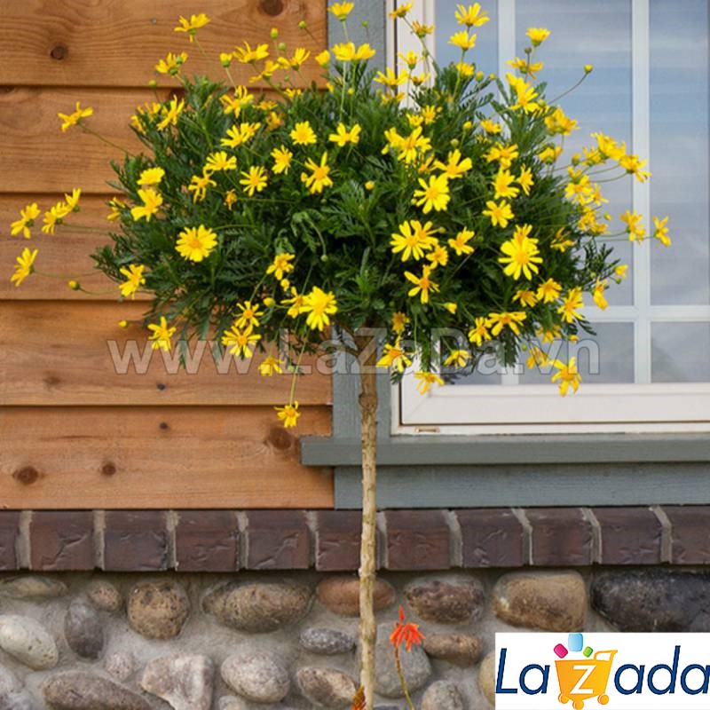 50h Hạt Giống Hoa Cúc Thân Gỗ Cúc Vạn Niên (TLB2| -KD: B27)