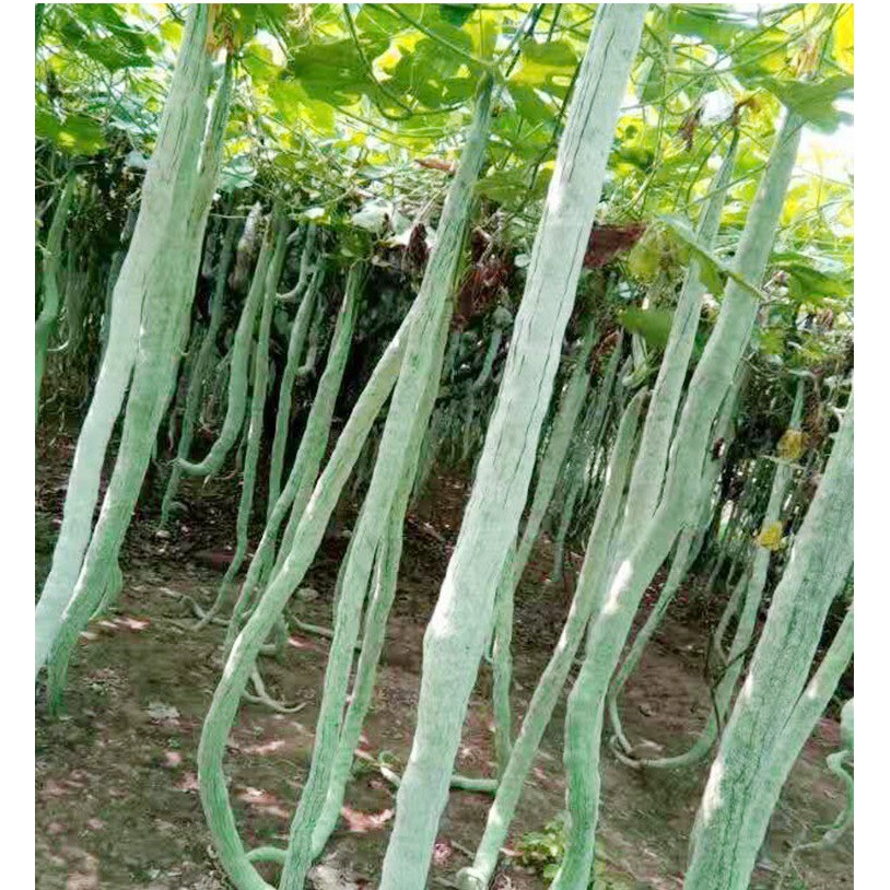 Hạt giống mướp rắn ( mướp nhật) quả dài - 5 hạt/gói
