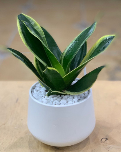 Lưỡi hổ lùn sọc vàng cây con cao 10cm
