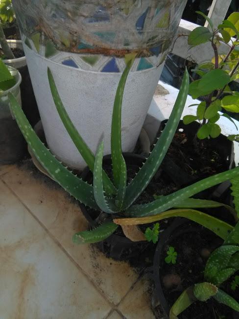 Cây nha đam, giống Mỹ, cây giống như hình