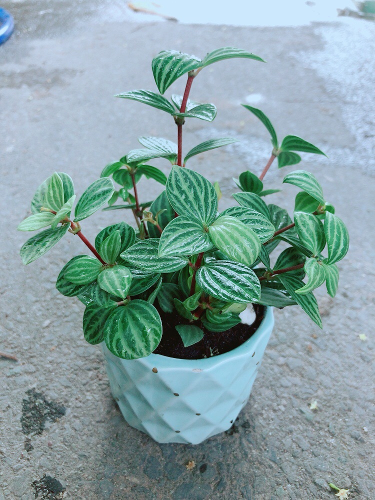 Chậu Cây Kim Cương Hột Xoàn