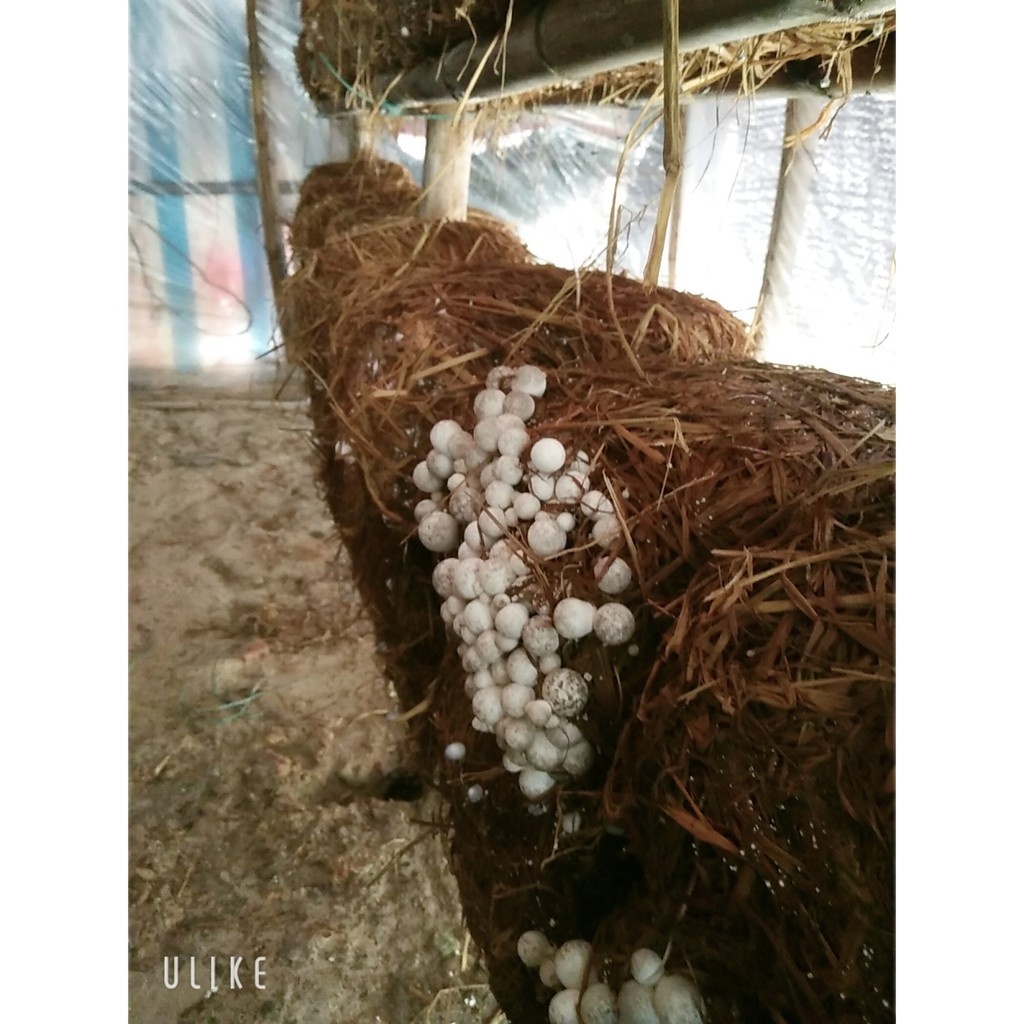 Meo giống nấm rơm (300gr)