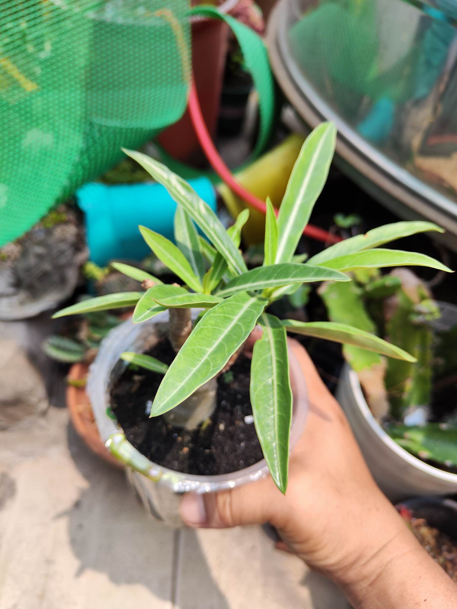 SỨ kim tự tháp khỏe đã đẻ nhánh
