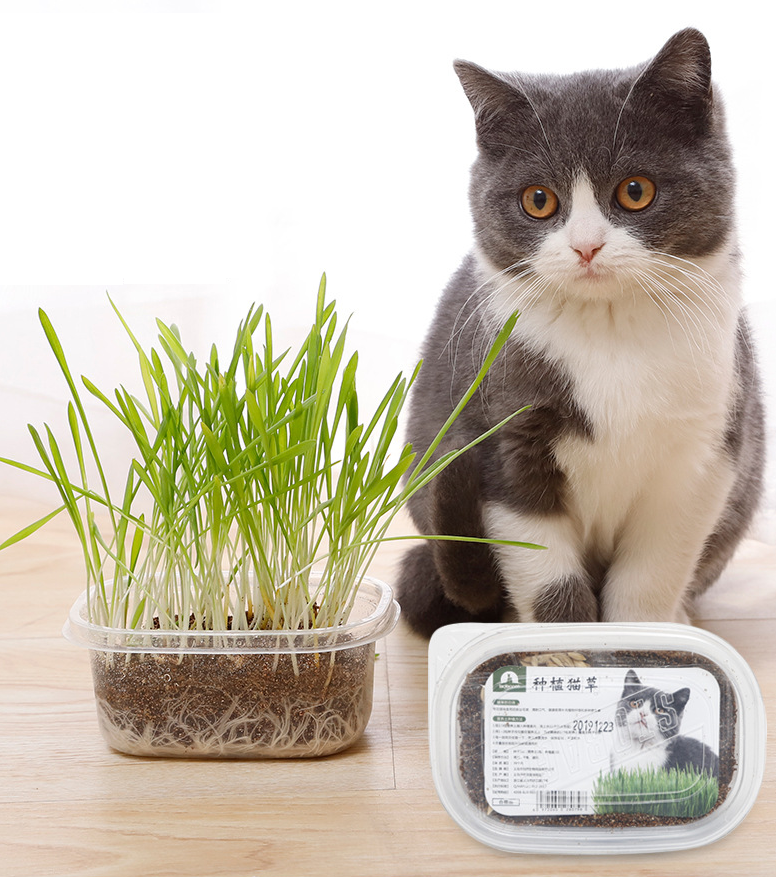 [Hoàn Tiền 10%] Hộp hạt giống cỏ mèo và đất trồng giúp bổ xung chất xơ, tiêu búi lông cho mèo - ShopPetAz