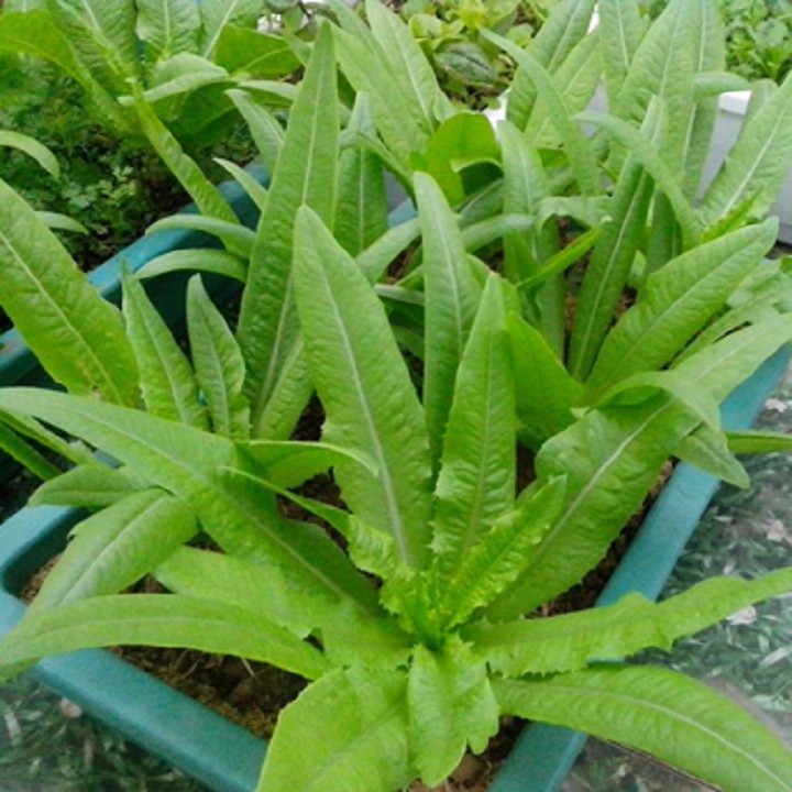 Hạt Giống Rau Diếp Thơm Đặc Biệt - gói 5Gram ( 3000 hạt )