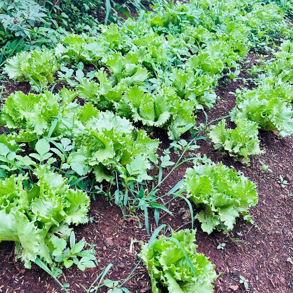 2Gr Hạt Giống Xà Lách Minetto Pháp