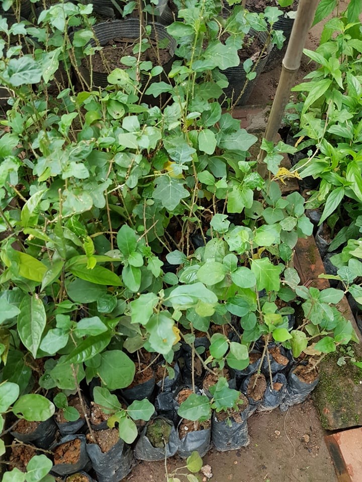 Combo 10 cây cà gai leo trị bệnh gan hiệu quả