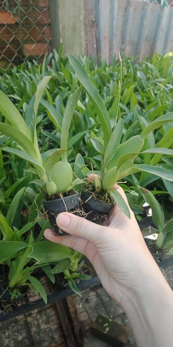 combo 4 loại lan vũ nữ giống