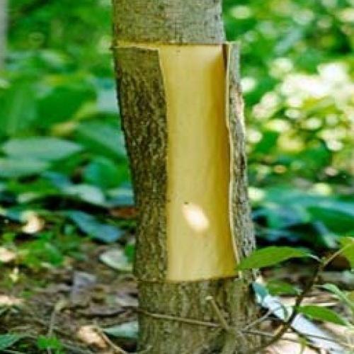 Cây đỗ trọng khô - 1kg