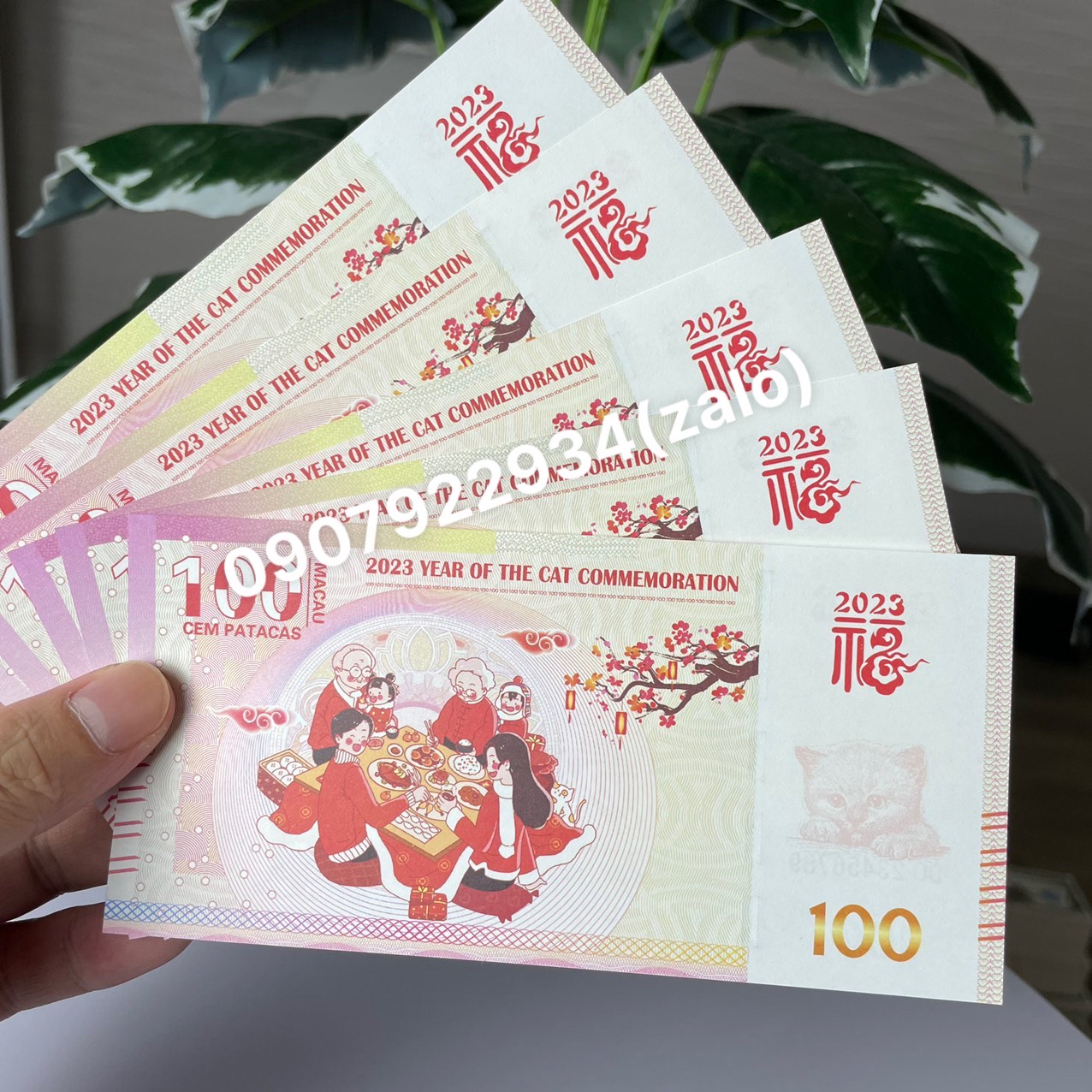 [Mẫu Tết Đoàn Viên, Seri VIP] Combo Mèo Macao lì xì tết Quý Mão 2023