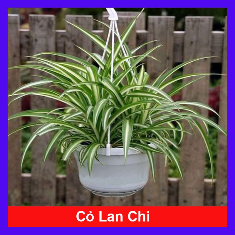 Cỏ Lan Chi - cây cảnh mini - cây cảnh để bàn - caykiengsadec
