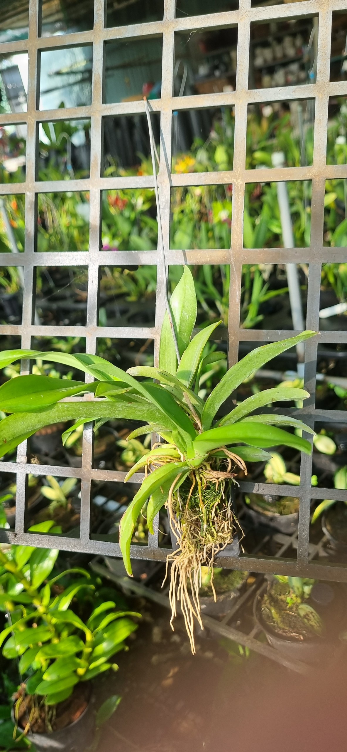 HOA LAN VŨ NỮ LAVA ĐỎ