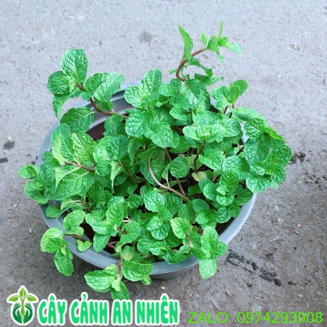 Chậu cây rau húng lủi