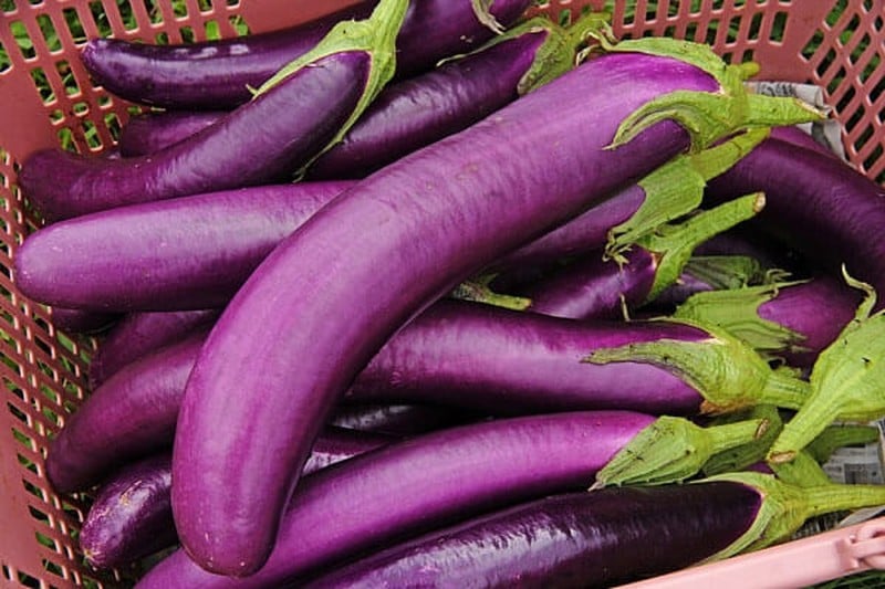 Hạt giống cà tím dài Rạng Đông