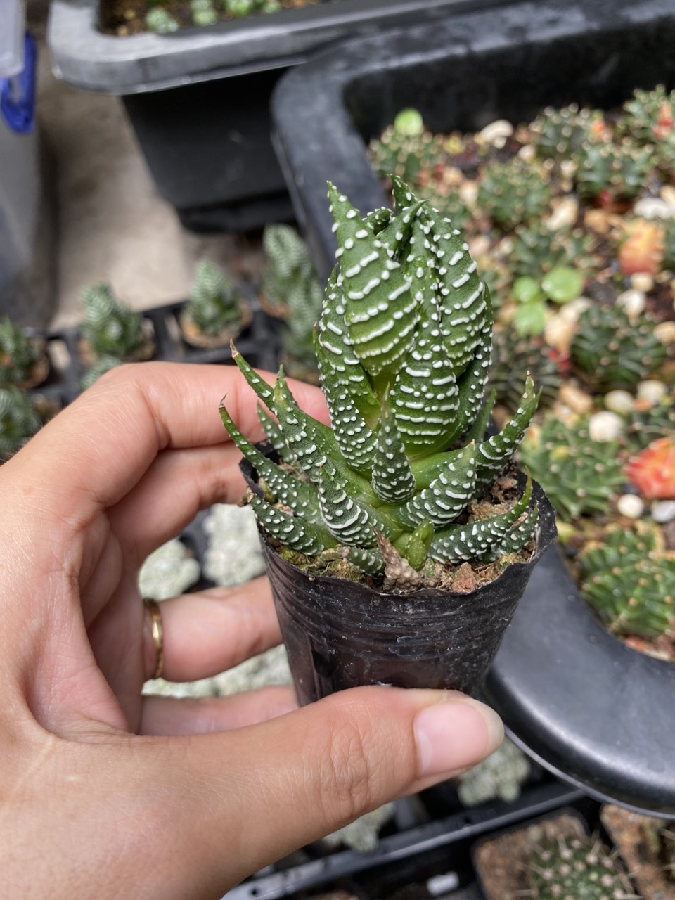 Xương rồng móng rồng , móng cụp giá rẻ.