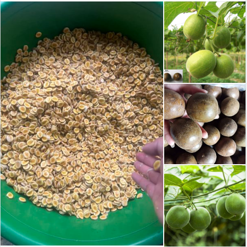 Hạt giống cây la hán quả - 5 hạt