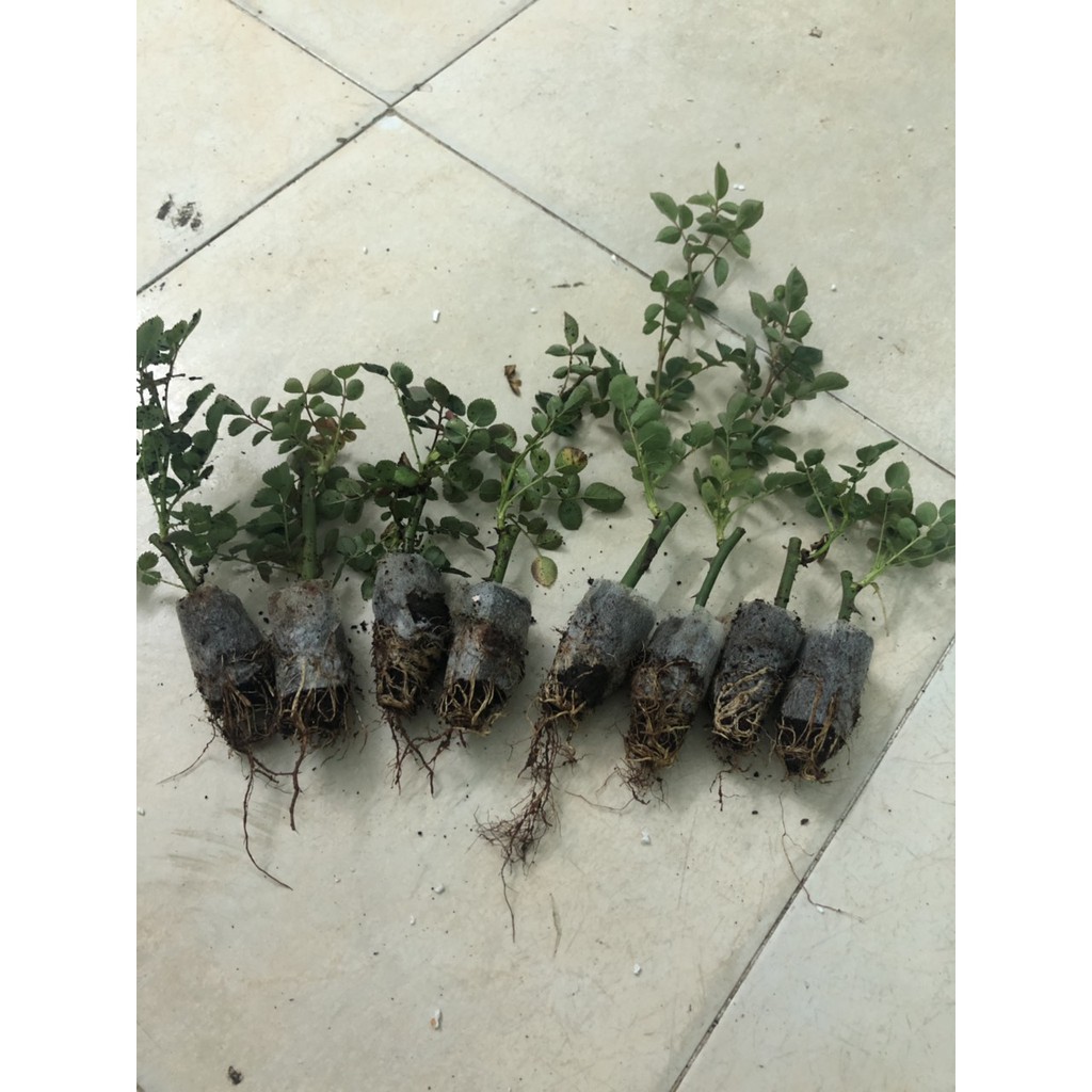 Combo 5 cây hoa hồng tỉ muội siêu bông - Giâm cành, rễ bầu, thân dài 15cm, cây khỏe - mua 5 tặng 1