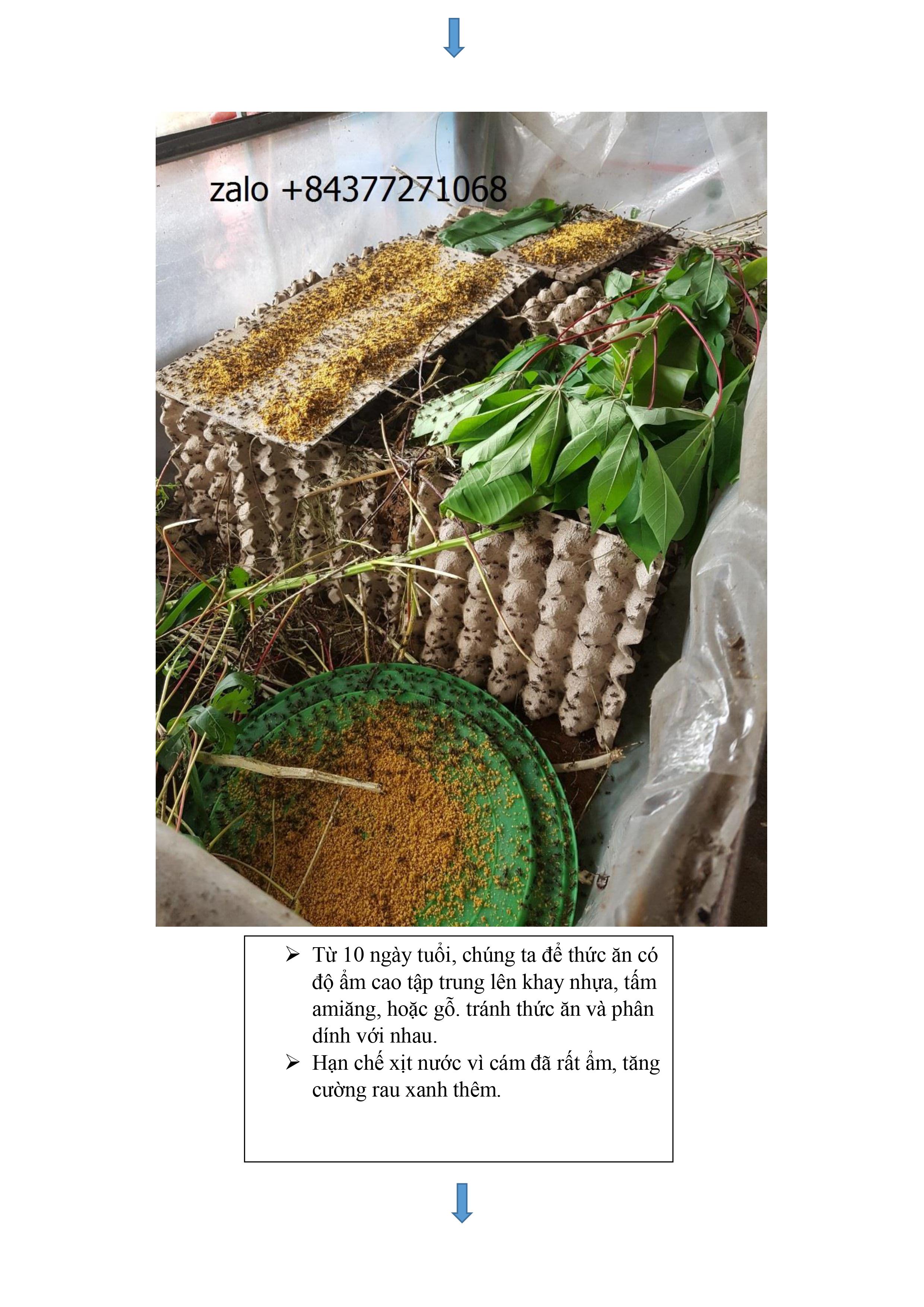 ổ trứng dế mèn thái - đạt 8kg thành phẩm