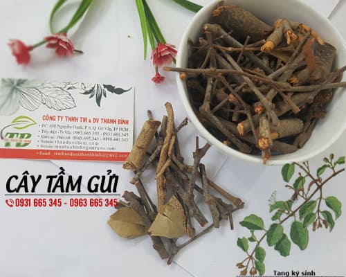 Cây Tầm Gửi Khô 1KG - Đông Y Thanh Bình