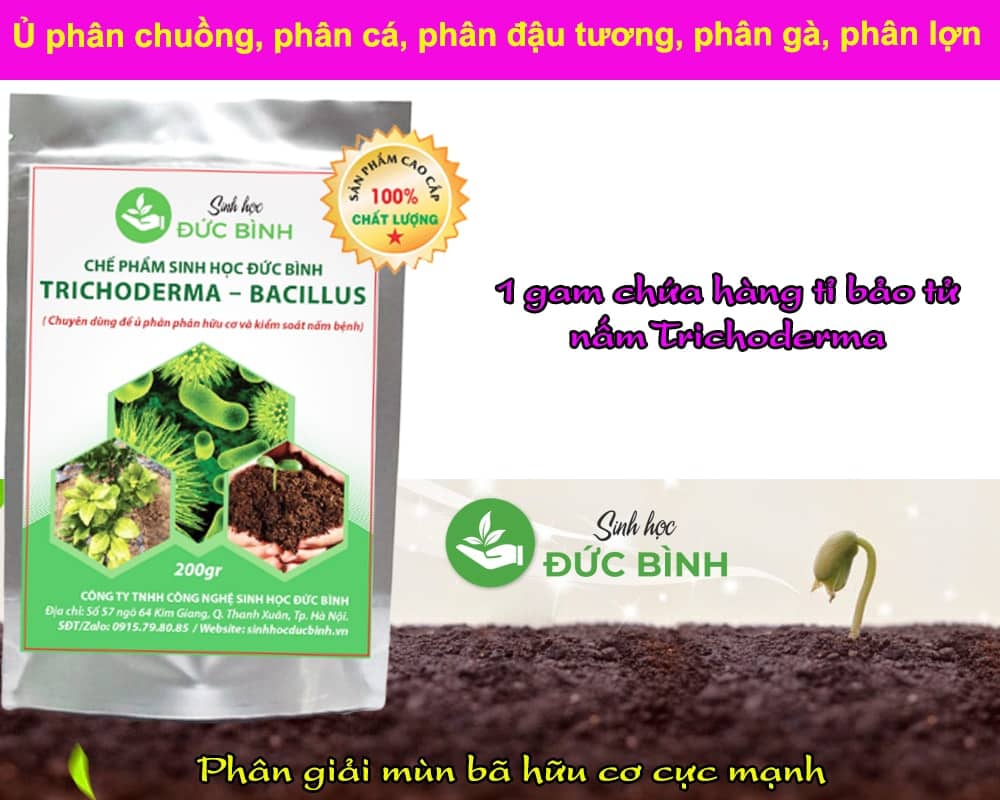 TRICHODERMA BACILLUS - CHẾ PHẨM SINH HỌC CHUYÊN Ủ PHÂN HỮU CƠ VÀ KIỂM SOÁT NẤM BỆNH